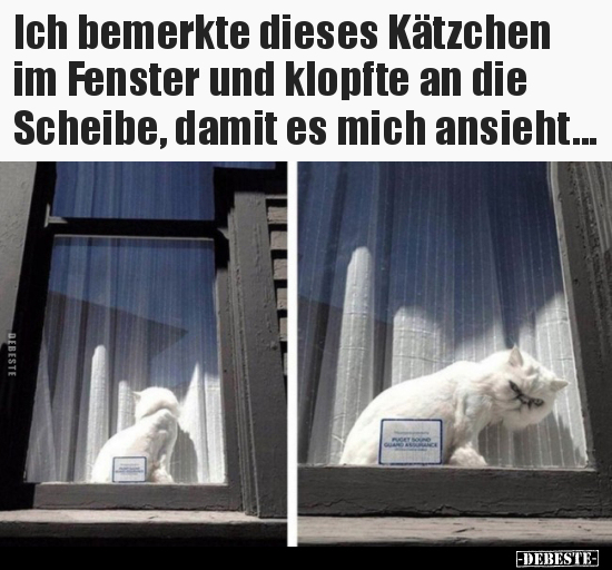 Ich bemerkte dieses Kätzchen im Fenster und klopfte an die.. - Lustige Bilder | DEBESTE.de