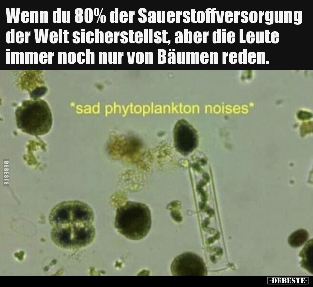 Wenn du 80 % der Sauerstoffversorgung der Welt sicherstellst, aber die Leute immer noch nur von Bäumen reden.