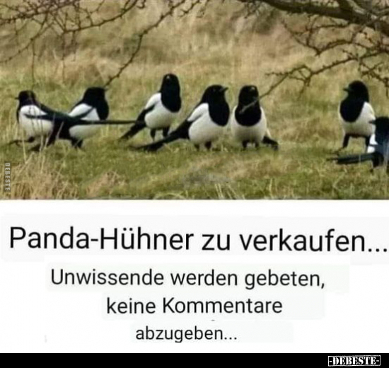 Panda-Hühner zu verkaufen.. - Lustige Bilder | DEBESTE.de
