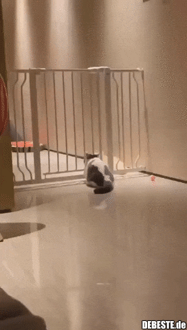 Katzen sind wie Flüssigkeit, aber trotzdem, manchmal...