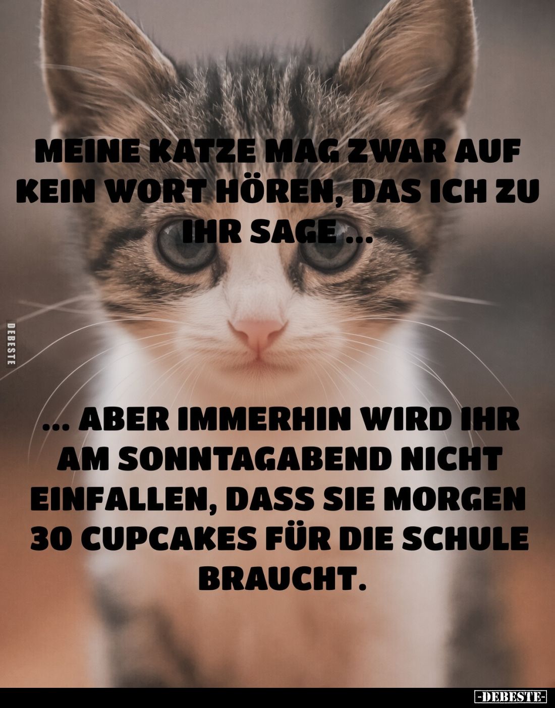 Meine Katze mag zwar auf kein Wort hören, das ich zu ihr sage ...
... aber immerhin wird ihr am Sonntagabend nicht einfallen...