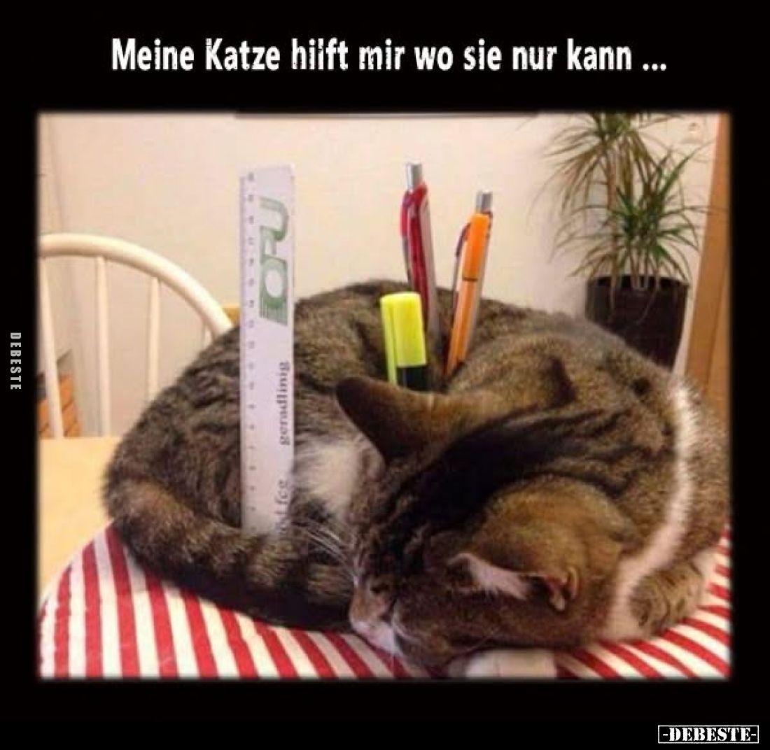 Meine Katze hilft mir wo sie nur kann...