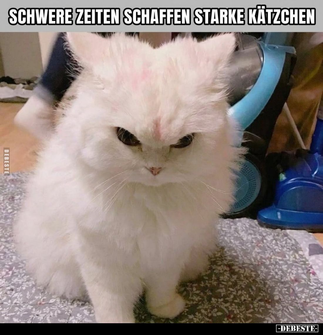 Schwere Zeiten schaffen starke Kätzchen.