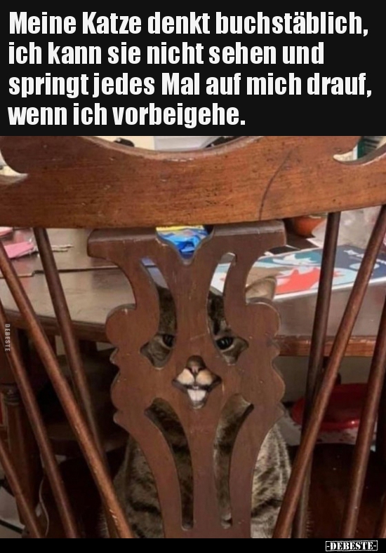 Meine Katze denkt buchstäblich, ich kann sie nicht sehen..