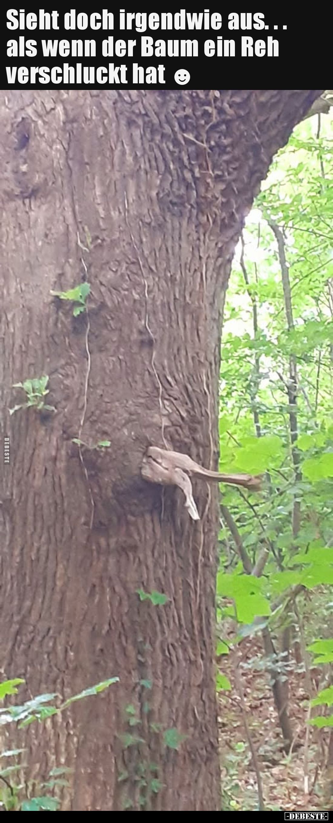 Sieht doch irgendwie aus... als wenn der Baum ein Reh verschluckt hat.