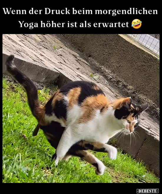 Wenn der Druck beim morgendlichen Yoga.. - Lustige Bilder | DEBESTE.de