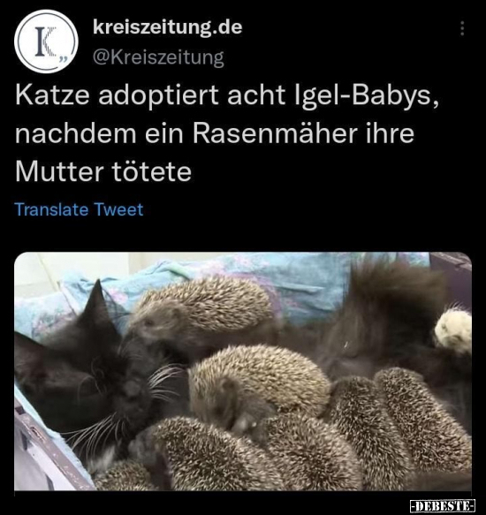 Katze adoptiert acht Igel-Babys, nachdem ein Rasenmäher.. - Lustige Bilder | DEBESTE.de