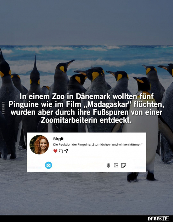 In einem Zoo in Dänemark wollten fünf Pinguine.. - Lustige Bilder | DEBESTE.de