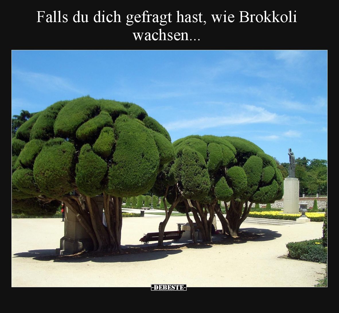Falls du dich gefragt hast, wie Brokkoli wachsen.