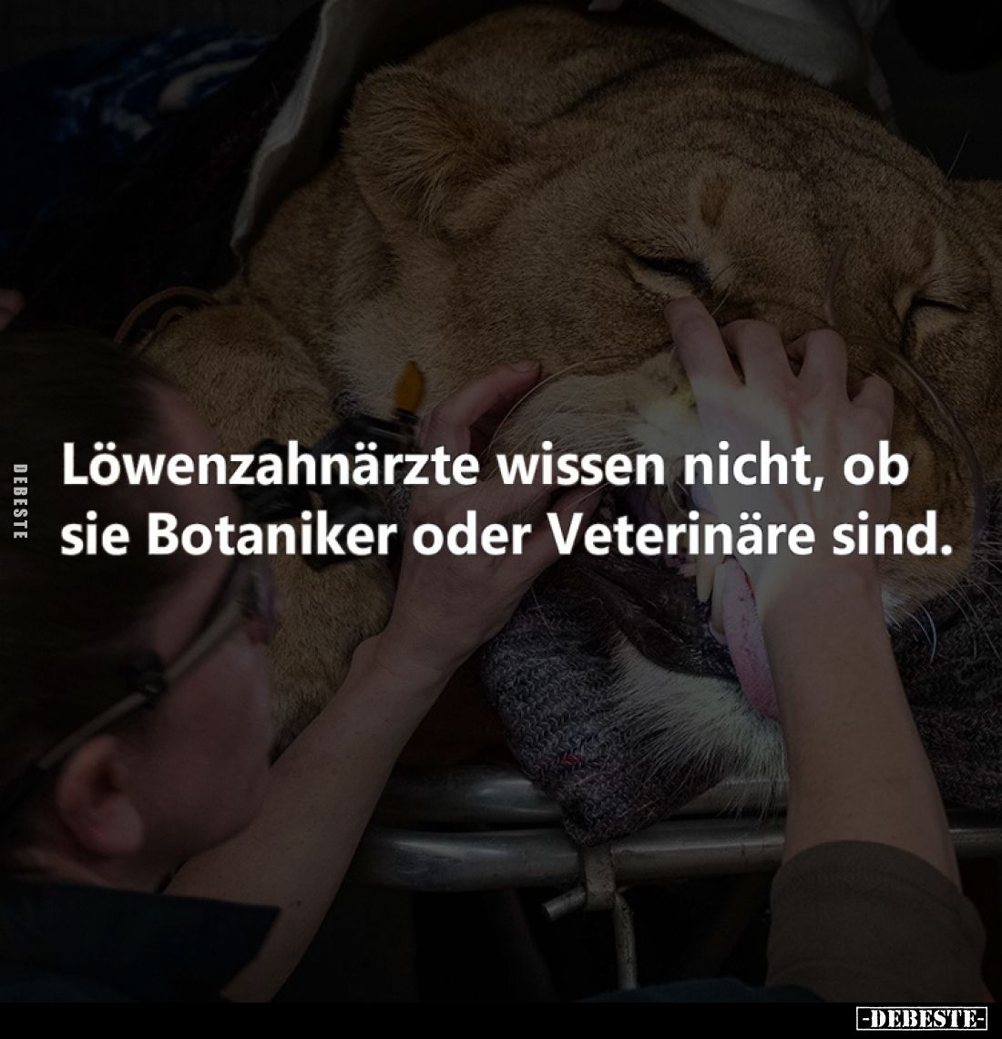 Löwenzahnärzte wissen nicht, ob sie Botaniker oder Veterinäre sind.