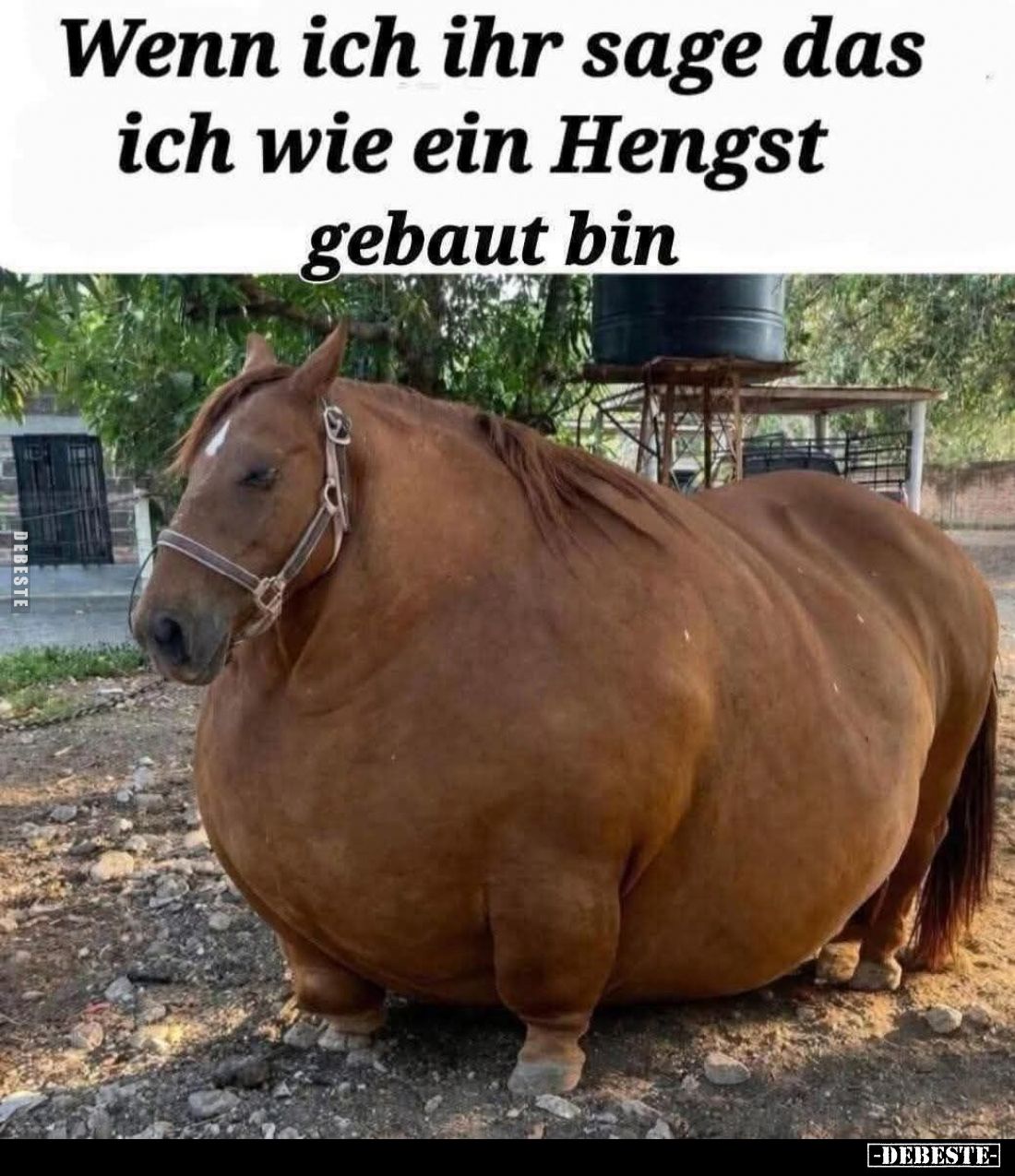 Wenn ich ihr sage das ich wie ein Hengst gebaut bin.