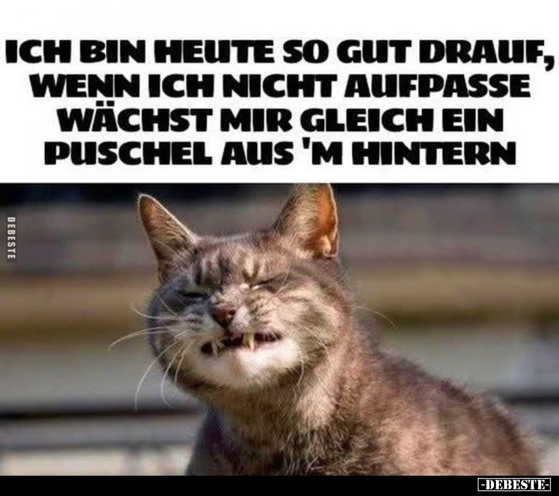 Ich bin heute so gut drauf, wenn ich nicht aufpasse wächst mir gleich ein Puschel aus 'm hintern.