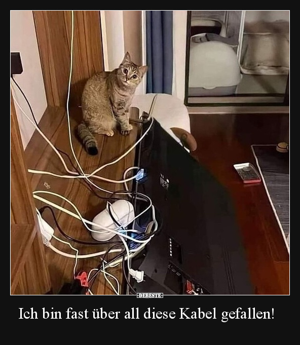 Katzen