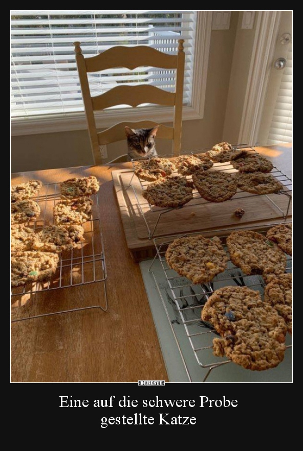 Eine auf die schwere Probe gestellte Katze..