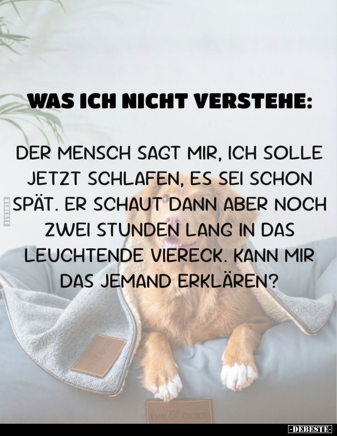 Was ich nicht verstehe: Der Mensch sagt mir, ich solle.. - Lustige Bilder | DEBESTE.de