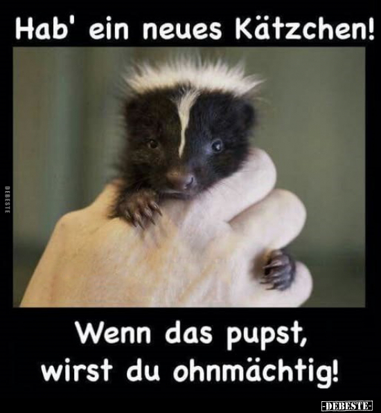 Hab' ein neues Kätzchen! 
Wenn das pupst, wirst du ohnmächtig!