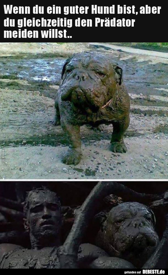 Wenn du ein guter Hund bist, aber du gleichzeitig den..