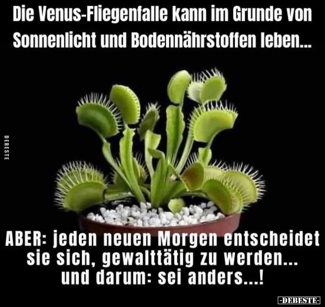 Die Venus-Fliegenfalle kann im Grunde von Sonnenlicht und Bodennährstoffen leben...
ABER: jeden neuen Morgen entscheidet s...
