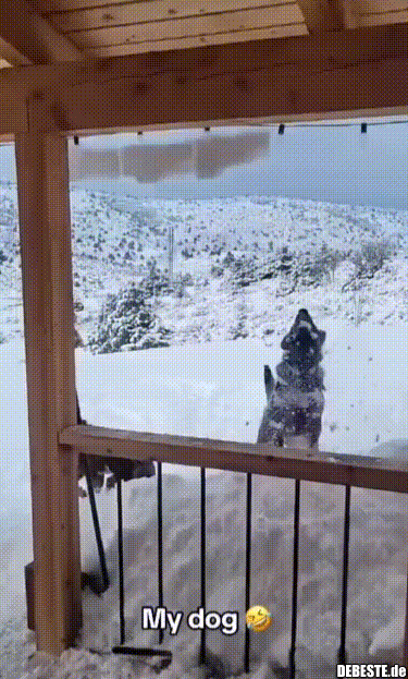 Hund fängt Schnee - Lustige Bilder | DEBESTE.de