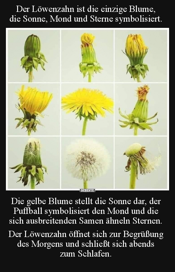 Der Löwenzahn ist die einzige Blume, die Sonne, Mond.. - Lustige Bilder | DEBESTE.de