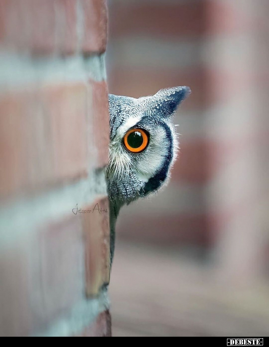  - Lustige Bilder | DEBESTE.de