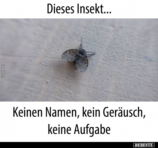 Dieses Insekt... Keinen Namen, kein Geräusch, keine Aufgabe