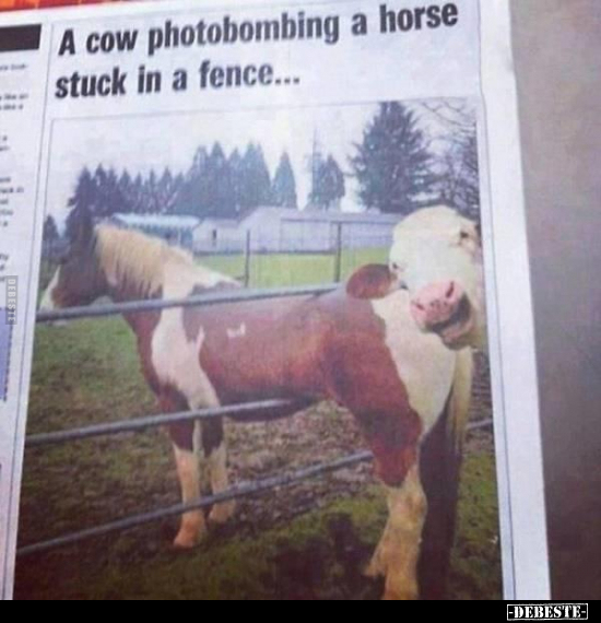  - Lustige Bilder | DEBESTE.de