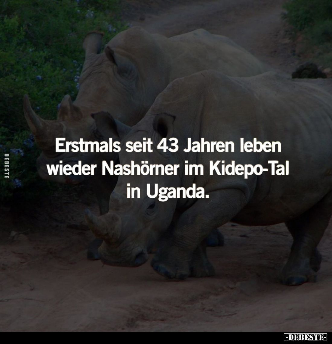 Erstmals seit 43 Jahren leben wieder Nashörner im Kidepo-Tal in Uganda.