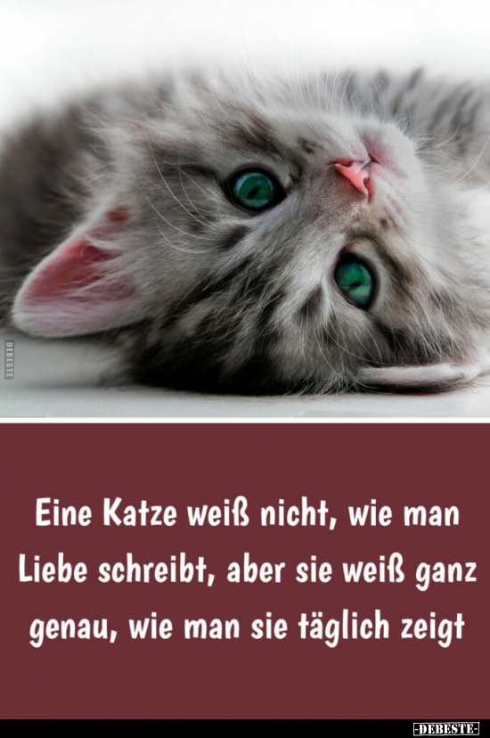 Eine Katze weiß nicht, wie man Liebe schreibt.. - Lustige Bilder | DEBESTE.de