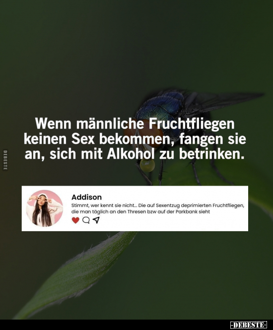 Wenn männliche Fruchtfliegen keinen S*ex bekommen.. - Lustige Bilder | DEBESTE.de