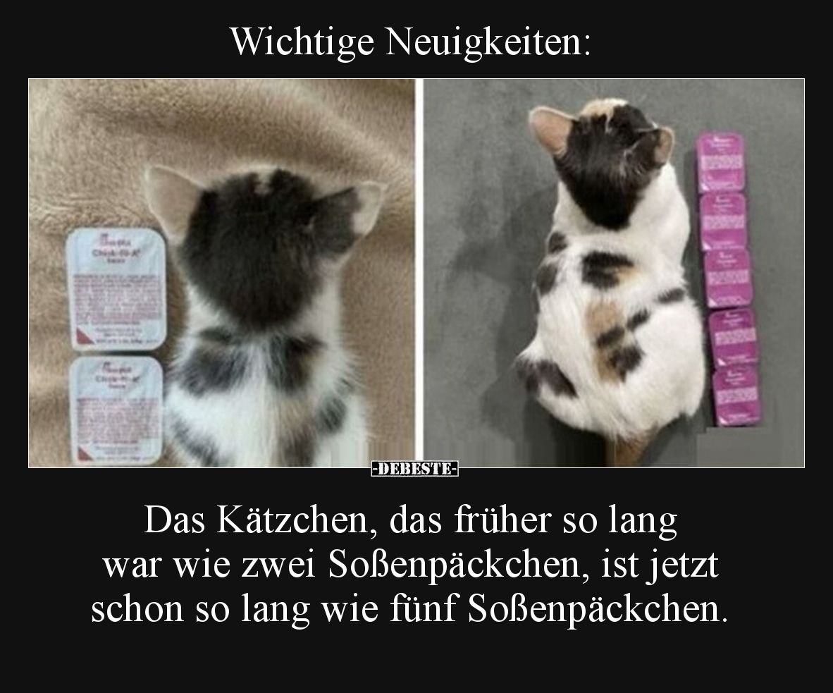 Wichtige Neuigkeiten:

Das Kätzchen, das früher so lang war wie zwei Soßenpäckchen, ist jetzt schon so lang wie fünf Soßenp...
