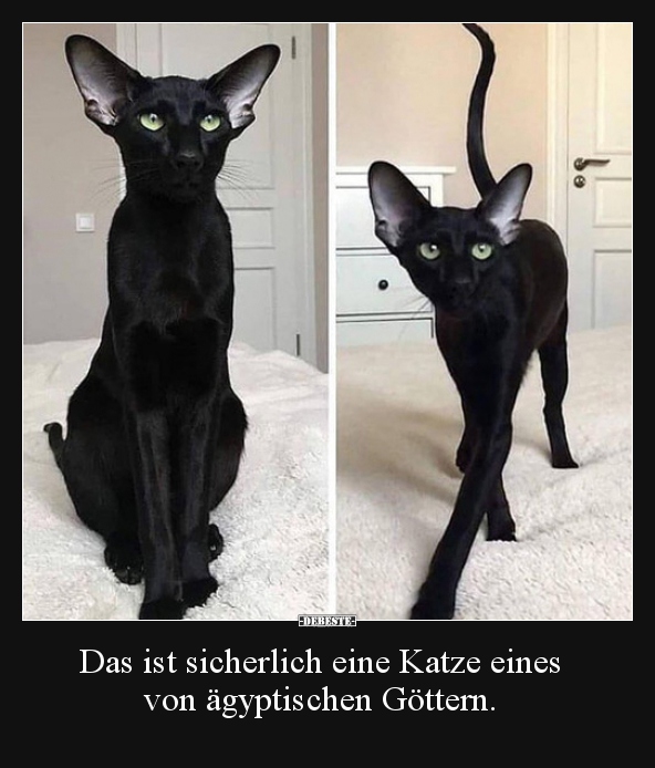 Das ist sicherlich eine Katze eines von ägyptischen..