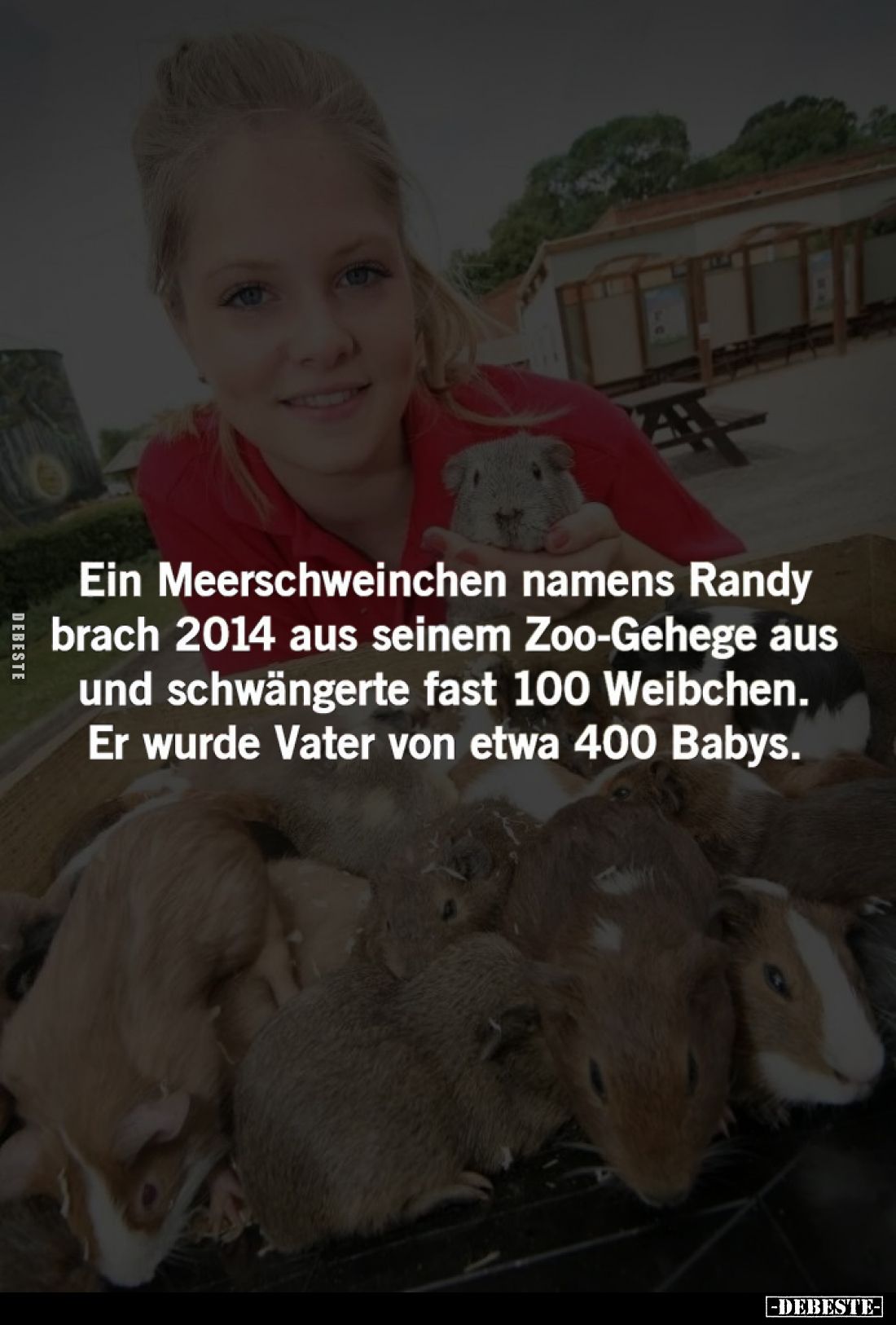 Ein Meerschweinchen namens Randy brach 2014 aus seinem Zoo-Gehege aus und schwängerte fast 100 Weibchen.
Er wurde Vater von ...