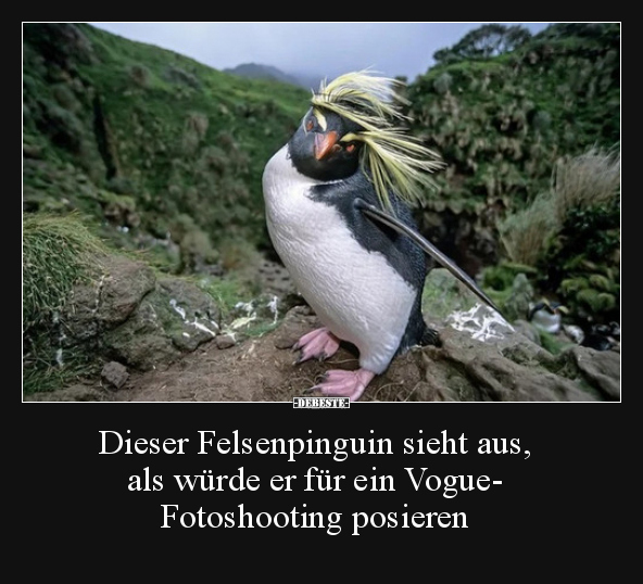 Dieser Felsenpinguin sieht aus, als würde er für ein..