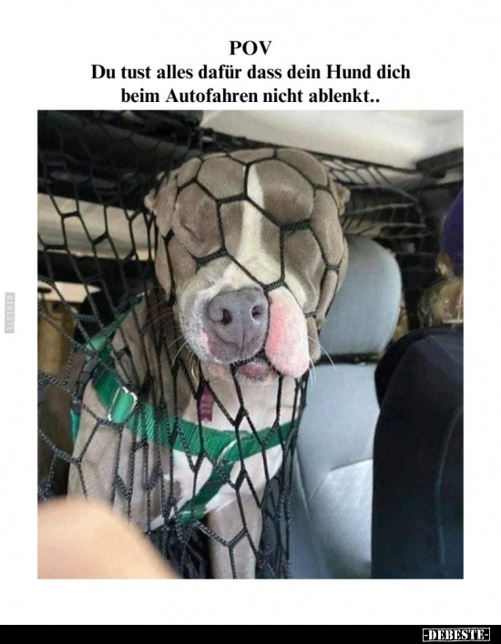 POV: Du tust alles dafür dass dein Hund dich beim Autofahren.. - Lustige Bilder | DEBESTE.de