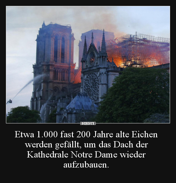 Etwa 1.000 fast 200 Jahre alte Eichen werden gefällt, um..