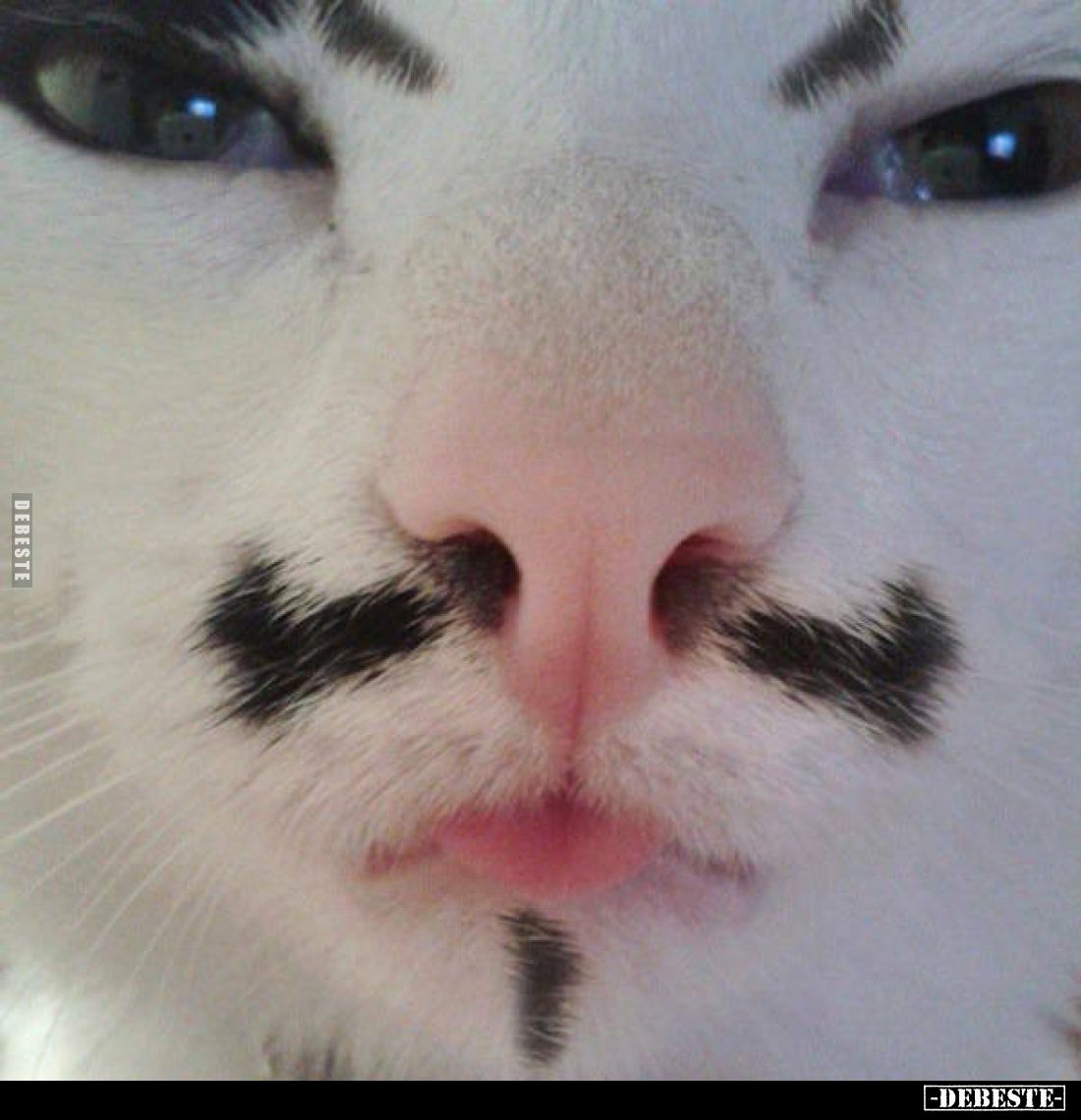  - Lustige Bilder | DEBESTE.de