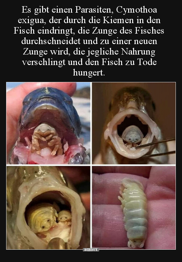 Es gibt einen Parasiten, Cymothoa exigua, der durch die.. - Lustige Bilder | DEBESTE.de