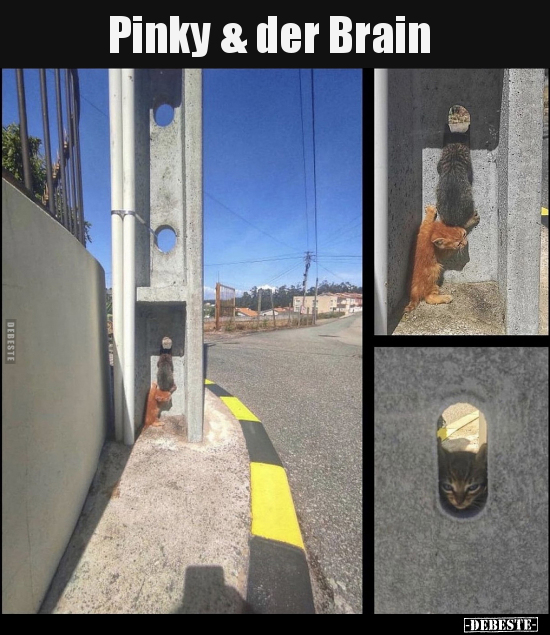 Pinky & der Brain..