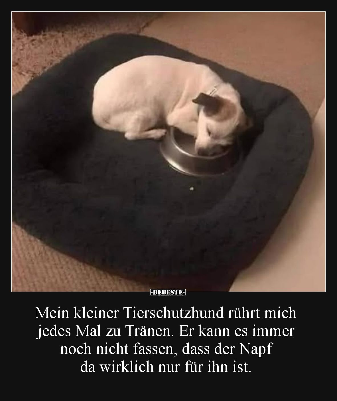 Mein kleiner Tierschutzhund rührt mich jedes Mal zu Tränen.
Er kann es immer noch nicht fassen, dass der Napf da wirklich nu...