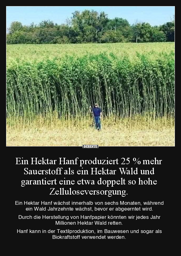 Hanf, Wald