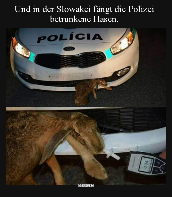 Und in der Slowakei fängt die Polizei betrunkene Hasen... - Lustige Bilder | DEBESTE.de