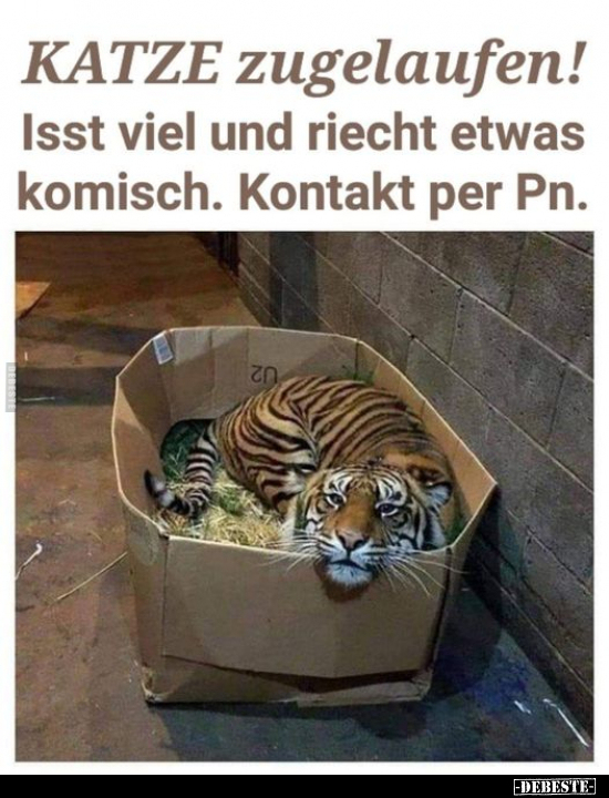 KATZE zugelaufen!.. - Lustige Bilder | DEBESTE.de