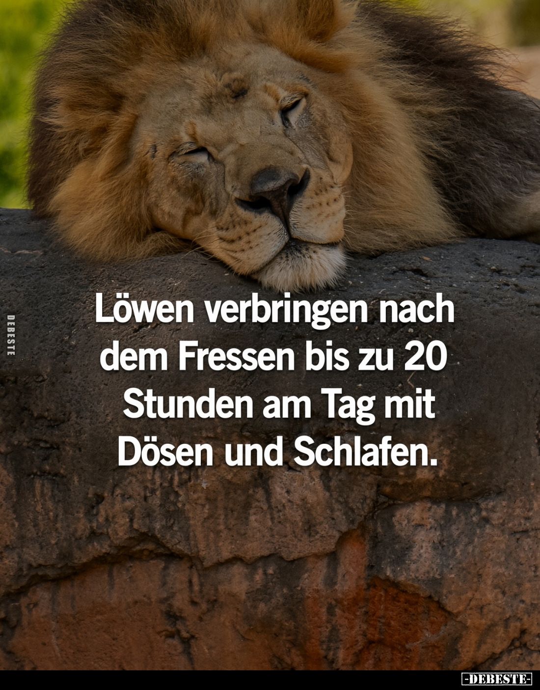 Löwen verbringen nach dem Fressen bis zu 20 Stunden am Tag mit Dösen und Schlafen.