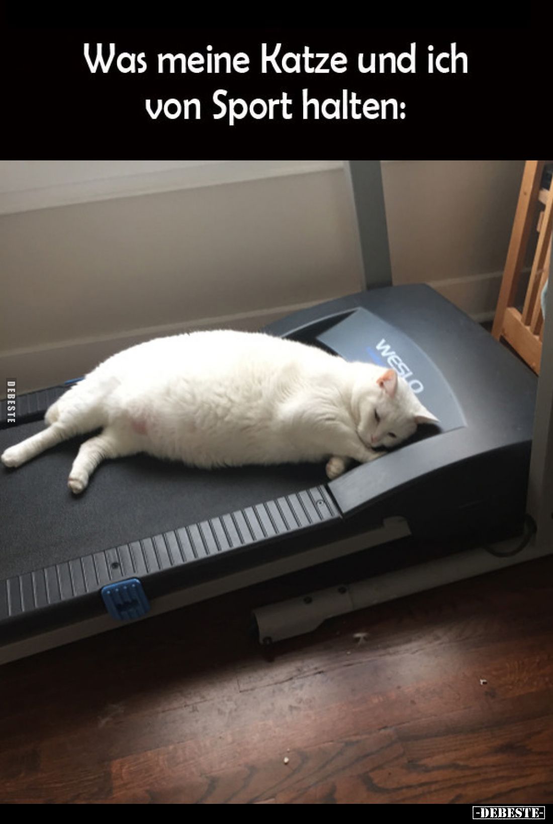 Was meine Katze und ich
von Sport halten: