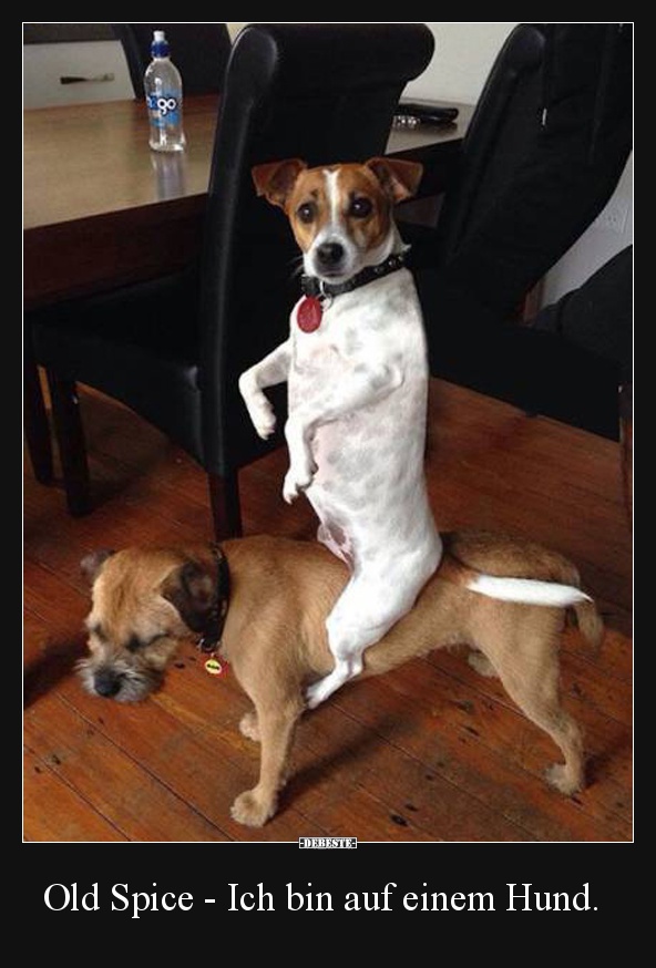 Old Spice - Ich bin auf einem Hund.