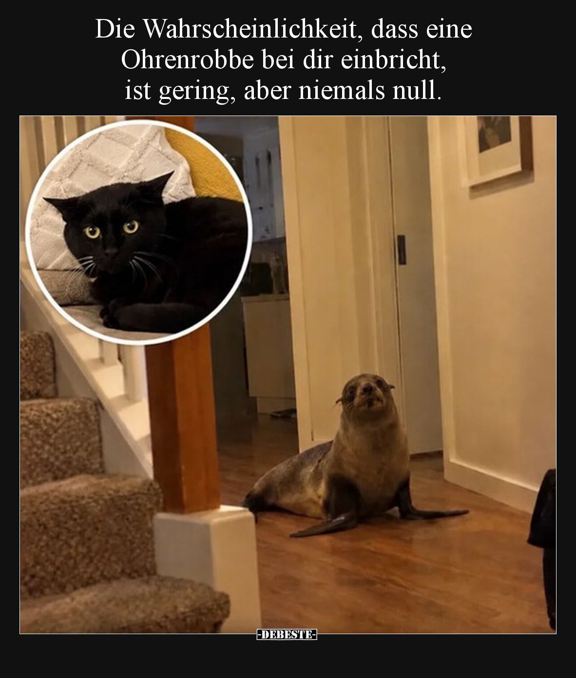 Die Wahrscheinlichkeit, dass eine Ohrenrobbe bei dir.. - Lustige Bilder | DEBESTE.de