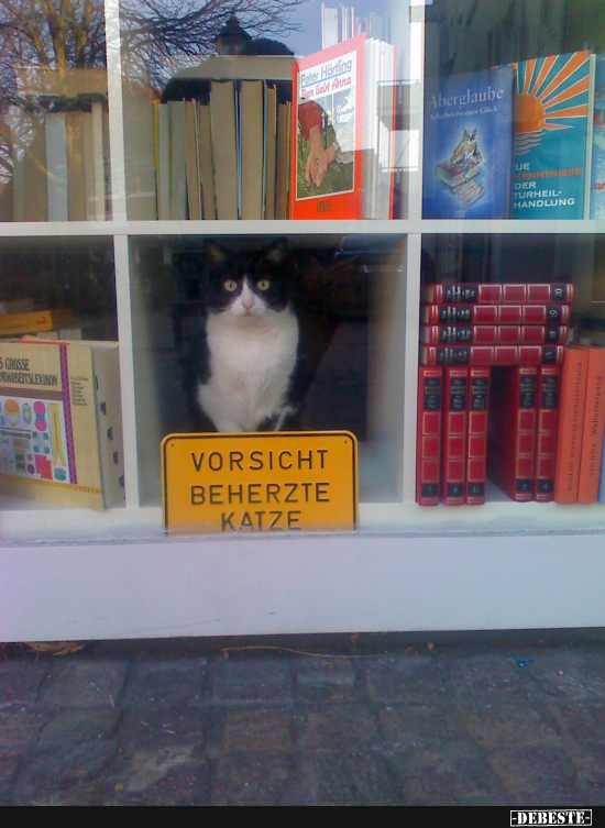 Beherzte Katze bewacht Buchladen