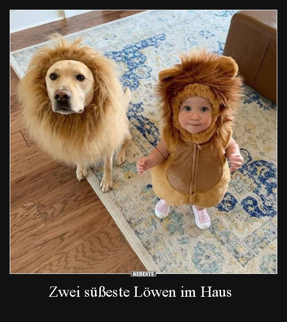 Zwei süßeste Löwen im Haus.. - Lustige Bilder | DEBESTE.de