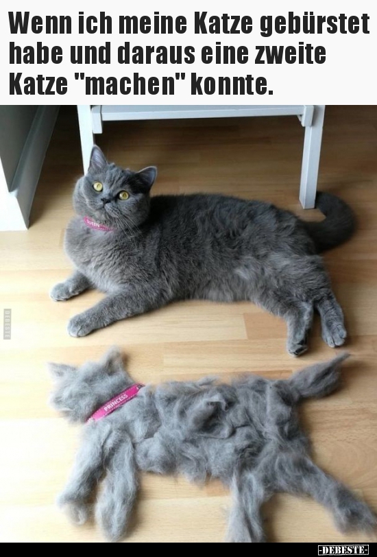 Wenn ich meine Katze gebürstet habe und daraus eine zweite..